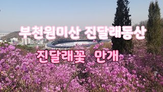 [여행로그] 부천 원미산 진달래동산/진달래명소 꽃만발 Buchanan Wonmi Mountain Azalea Garden