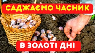 КОЛИ САДЖАТИ ЧАСНИК під зиму у листопаді 2024 в Україні. Кращі дні за місячним календарем