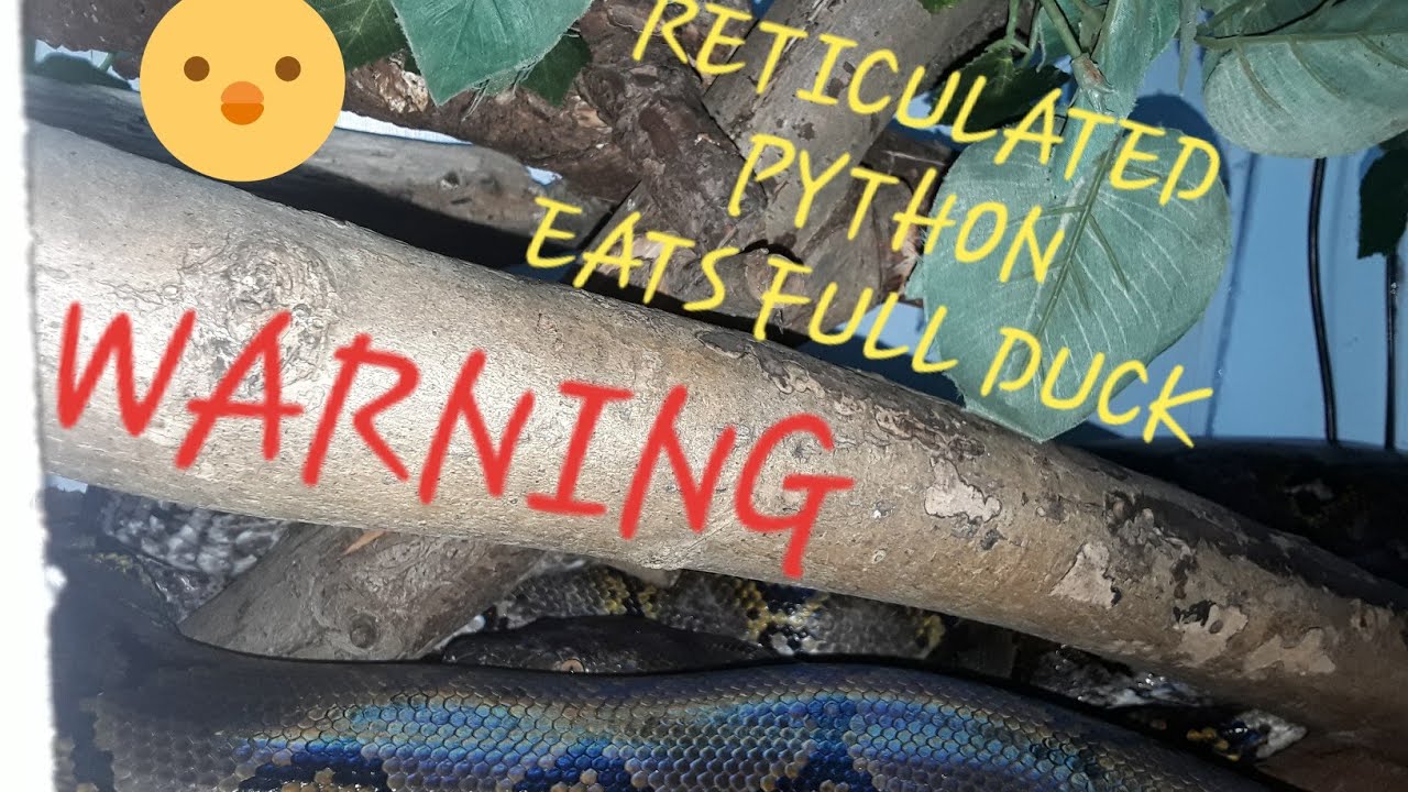 Reticulated Python Eats Full Duck Youtube