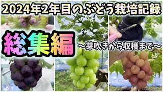 🍇シャインマスカットなどのブドウ栽培記録総集編【2024年】超初心者のシャインマスカット栽培