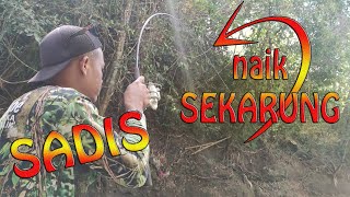 SADIS... Tarikan Super Babon SEKARUNG... Strike Bertubi Tubi