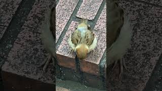 体当たりをする子チュン✨ A baby sparrow hits an adult sparrow.