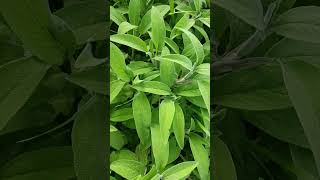 Grow your Own Sage - Salvia officinalis - Healthy Easy Gardening