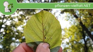 Blutbuche - Im Herbst - 02.10.18 (Fagus sylvatica f. purpurea) - Bäume bestimmen