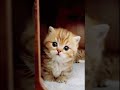 The cutest cat moments