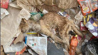 Poor Cat Left To Decompose While She Is Alive | Rescue Before And After