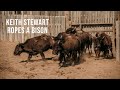 Cowboy Keith Stewart Ropes Buffalo!