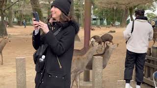 【外国人観光客の反応】なんて素晴らしい公園🫎夢のようだ‼️NARA  PARK