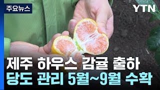 '귤은 여름도 제철!'...제주 하우스 감귤 본격 출하 / YTN