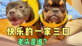 视频外的恶霸犬，每天都是怎么过的？铲屎官们的日常