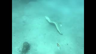 Diving the Blue Heron Bridge. WPB FLA November 2025