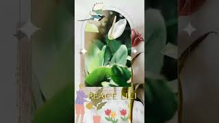 Woow ternyata ini Tanaman Pembersih Udara loh #video #shorts #plants #like #fyp #green #wow #viral