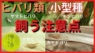 【鳴く虫ヒバリ類】や小型種を飼う時の注意点とは