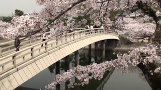 京都・宇治川の桜 #京都の風景　2011年4月11日