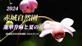 【赤城自然園】蓮華升麻と紫錦唐松に夏の花を2024年7月27日撮影　群馬県渋川市赤城町南赤城山