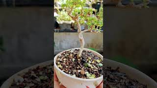 ต้นเล็ก #bonsai #บอนไซ #บอนไซจิ๋ว #ไม้จิ๋ว #บอนไซจิ๋ว #premna #เพรมน่า #bonsaimini