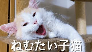 寝床を探す子猫に密着してみたら……【ぽしゃっけ、】