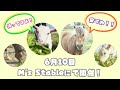 m s stable 仲良しの馬たちと、可愛らしいヤギ姉妹！！餌やり体験や、ポニー馬車体験、馬耕体験も！！ぜひお越しください！！ by ノバフェス