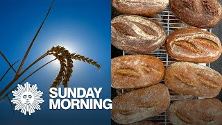 Breeding a better bread