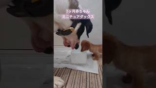 【超大型犬🐶】と【3ヶ月ミニチュアダックス💕】赤ちゃんを踏まないよう～に💦 #いぬ #セントバーナード #shorts