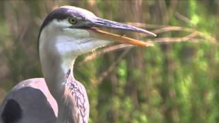 Great Blue Heron Highlights, 7/11/2015 (HD)