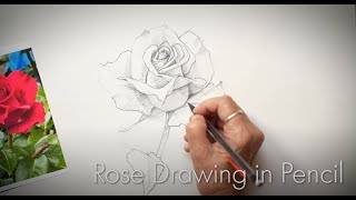 How to Draw a Rose in Pencil