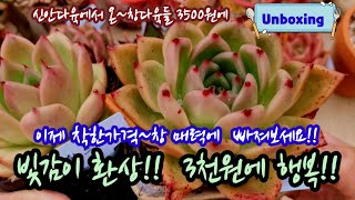 신상 창 3천원대 득템!! 빛감 예쁜 창을  품어서  키워요!!