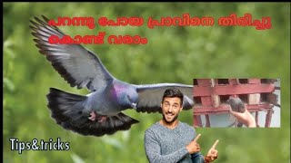 പറന്നു പോയ പ്രാവിനെ തിരിച്ചു കൊണ്ട് വരാം🕊️ #tipsandtricks