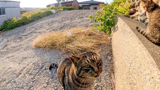 石垣の下で寝ていた野良猫を撫でると喜んで足元に擦り寄ってきた