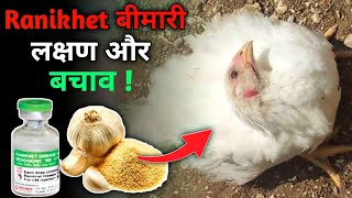 मुर्गी में Ranikhet बीमारी का लक्षण और उसका बचाव करें👌|| Ranikhet Disease in poultry || Desi Murgi