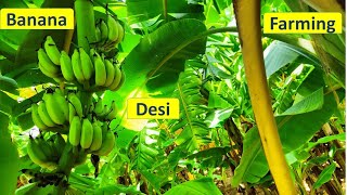 Desi Banana Farming in Mayurbhanj, Odisha | One Life