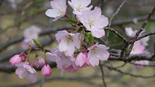 西神中央公園の桜2024