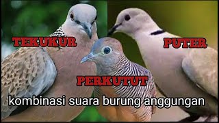 KOMBINASI TIGA Burung Anggungan Yang Banyak Di Sukai