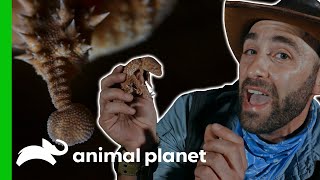 Coyote Catches A Rare Knob Tailed Gecko! | Coyote Peterson: Brave The Wild