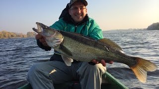 Zander Fall Predators in Poland/ Walleye, Perch, Pike, Pikeperch