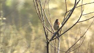 野鳥撮影・ 野鳥動画・ホオジロ　Meadow Bunting