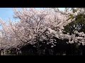 2015　西神中央公園花見　h27.04.02