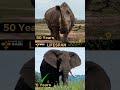 Rhino vs Elephant | Who would win? | Discover with Sabi