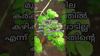 മുരിങ്ങ ഇല കഴിക്കാൻ പാടില്ല.. എന്ത്കൊണ്ട് 🤔🤔 #agriculture #farming #kerala #karkkidakam #poison