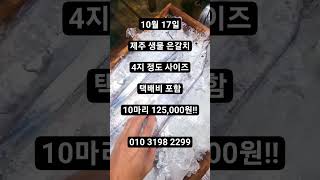 제주 당일바리 생물 은갈치