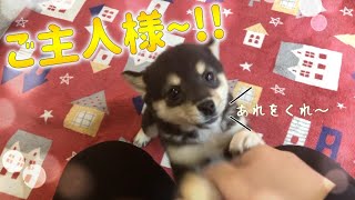 【豆柴ぽてと】パパが帰宅で大騒ぎ！！でもその理由が…/柴犬 赤ちゃん 子犬