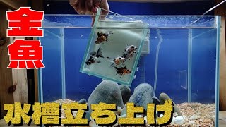 金魚買ったよ水槽立ち上げます！キャリコ出目金蝶尾6匹　金魚水槽レイアウトを作る。