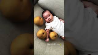 【生後55日目】梨で遊んでる赤ちゃん🍐