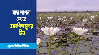 কাপ্তাই হ্রদের বুকে বিলজুড়ে ফুটেছে সাদা শাপলা || ETV News