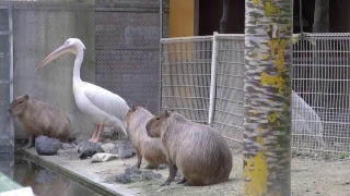 ＺＯＯっと友達　YouTubeチャンネル　東武動物公園