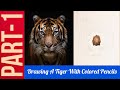 Drawing A Tiger Using Colored Pencils | Part-1