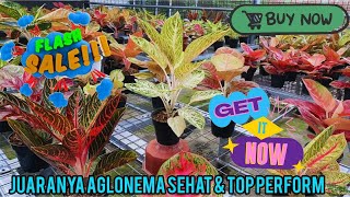 JUARANYA AGLAONEMA SEHAT, DAN TOP PERFORM..... SIZE BESAR HARGA TERJANGKAU. eps 975