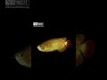 asian arowana red with beautiful body color shorts