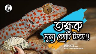 তক্ষক এতো দামি কেন? এটা কী কাজে লাগে?।Why Tokay Gecko Is So Expensive।Hutumpecha