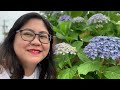 mt. sangane “ajisai skyline” 三ケ根山スカイライン in nishio city aichi japan hydrangeas ajisai